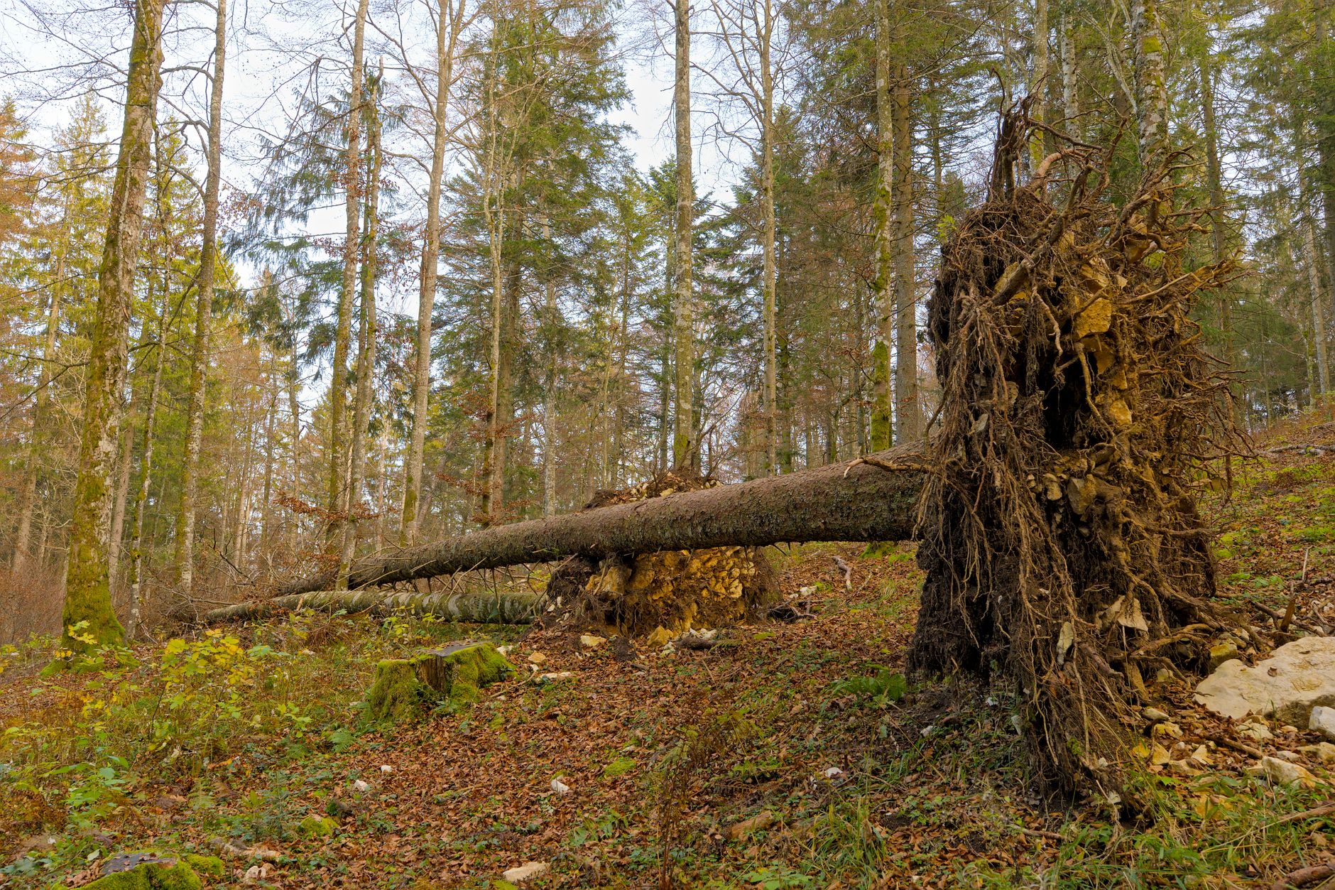 Enlèvement arbre urgence à Thionville